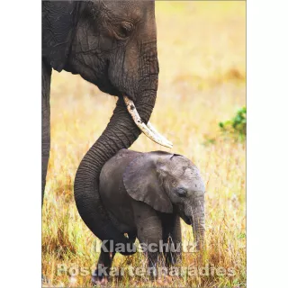Elefanten | Foto Postkarte Tushita