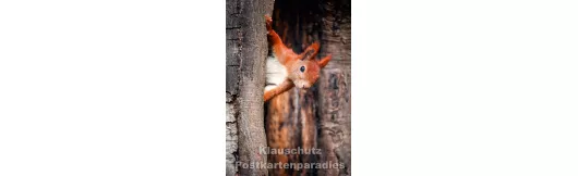 Neugieriges Eichhörnchen | Postkartenparadies Postkarte