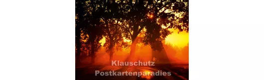 Herbstlicht | Postkartenparadies Postkarte