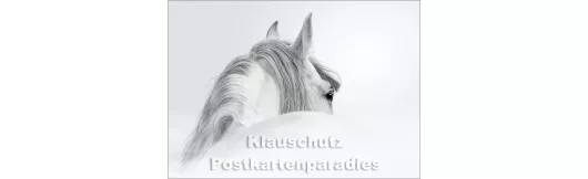 Weißes Pferd - Foto Postkarte