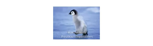 Kleiner Pinguin | Postkartenparadies Postkarte